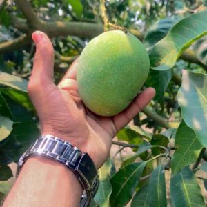 Langra Mango (ল্যাংড়া আম) - ১০ কেজি / ২০ কেজি