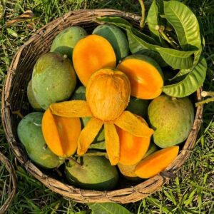 Himsagar Mango (হিমসাগর আম) - ১০ কেজি / ২০ কেজি