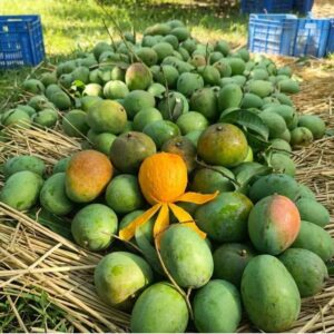 Amrapali Mango (আম্রপালি আম) - ১০ কেজি / ২০ কেজি